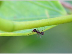 El momento de las pymes hormigas