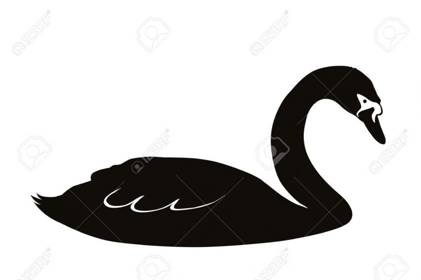 Cómo capturar un cisne negro