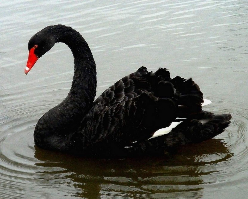 Cisnes negros: presupuestos y predicciones equivocadas