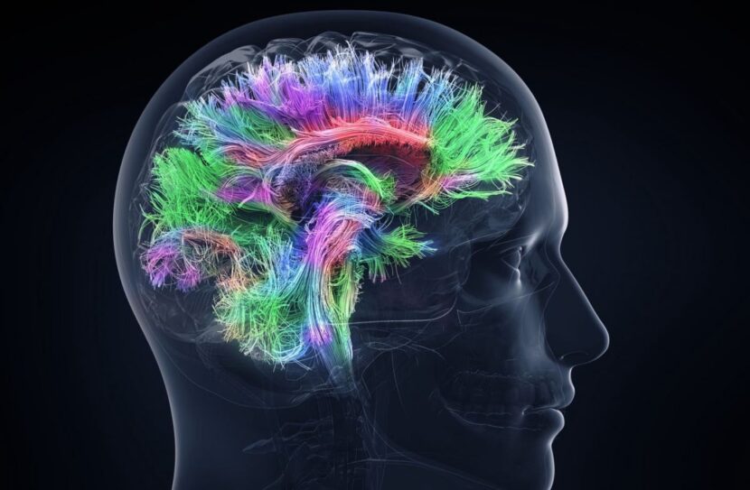 ¿Qué aporta la neurociencia a la gestión empresarial?