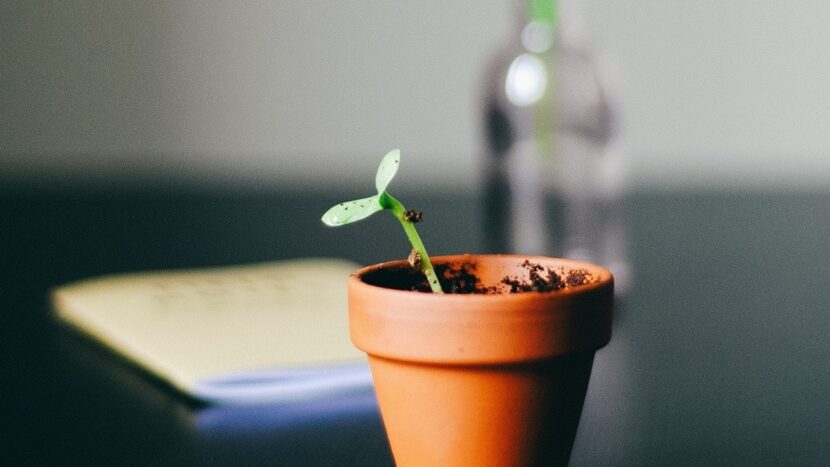 Habilidades para crecer: Cómo cultivar una mentalidad de crecimiento